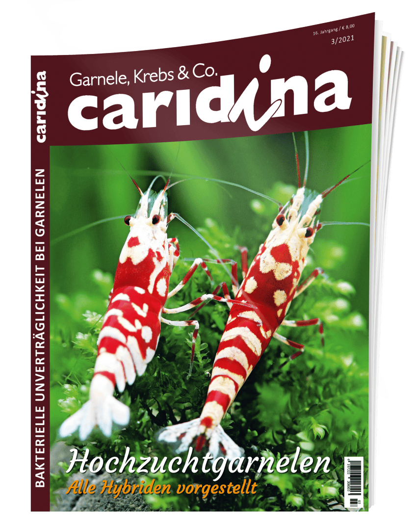 Caridina 2021/3