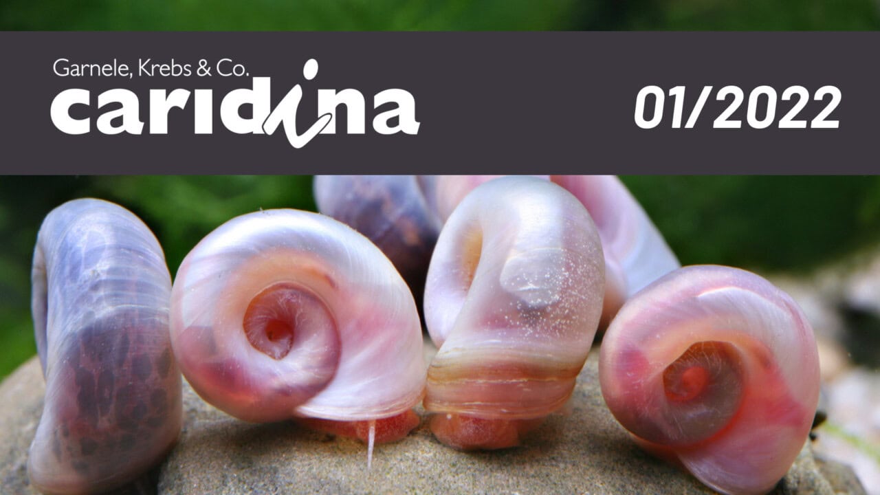 Faszination Aquaristik: Aquarienschnecken und andere Wirbellose