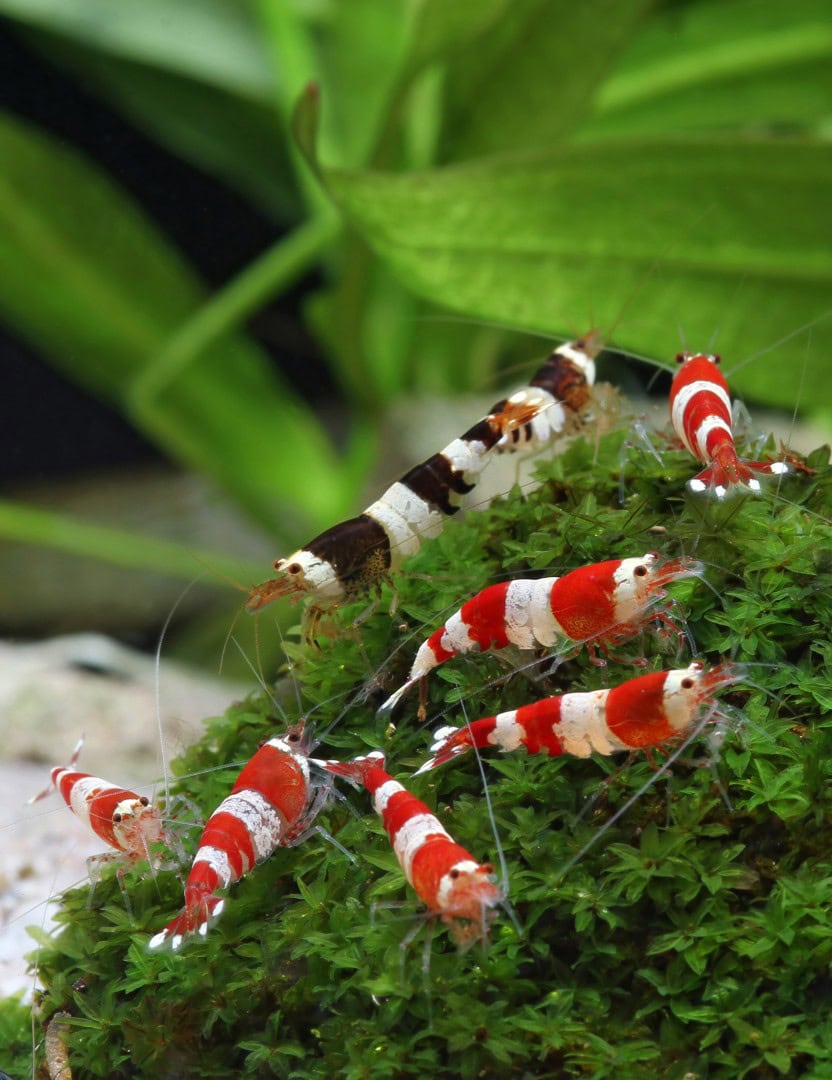 Bienengarnelen (Caridina logemanni) stammen aus weichem Wasser und brauchen dies auch im Aquarium. Foto: Chris Lukhaup