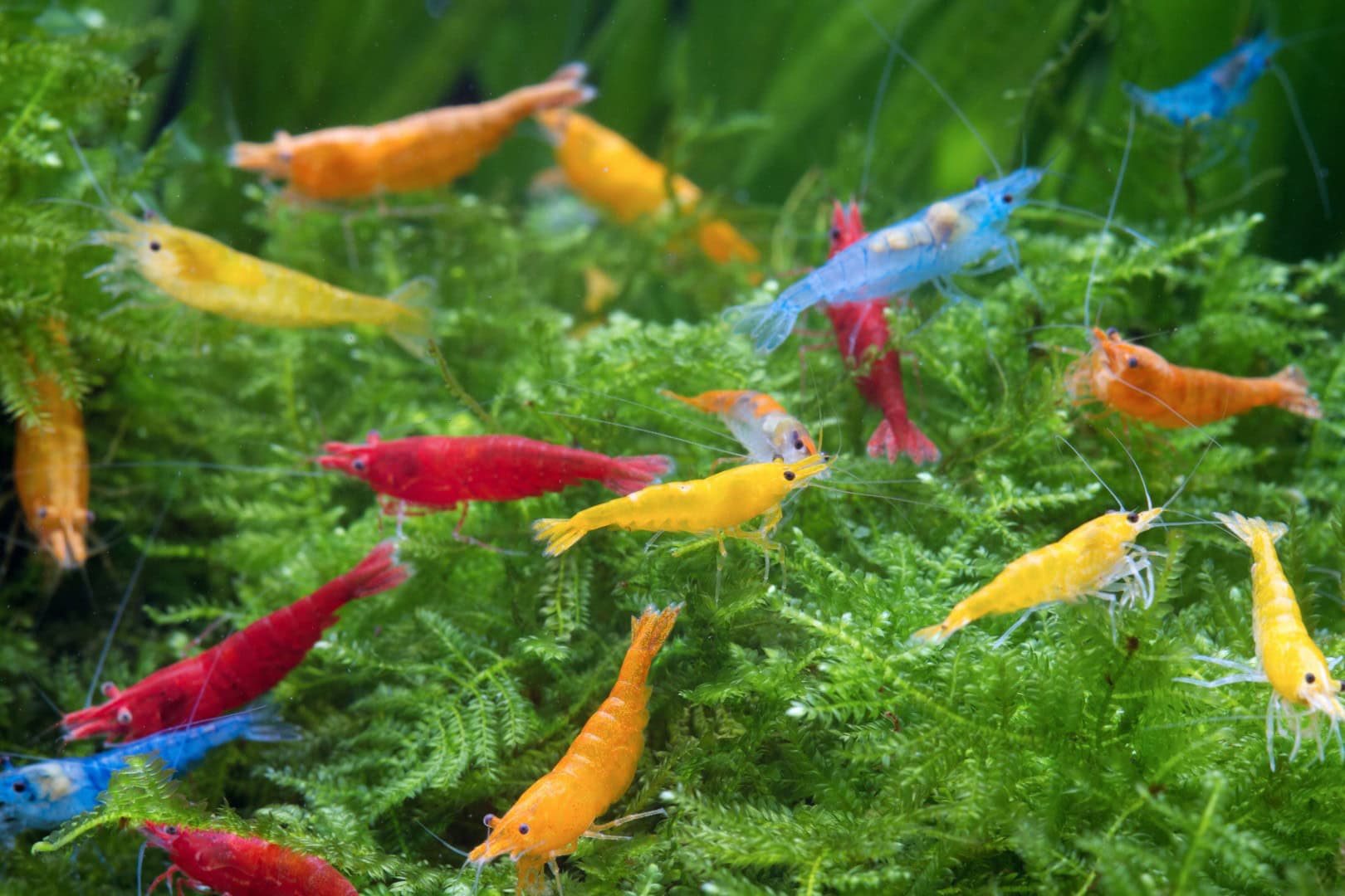 Neocaridina im bunten Mix. Leider bleiben die Farben beim Nachwuchs oft nicht erhalten. Foto: Chris Lukhaup