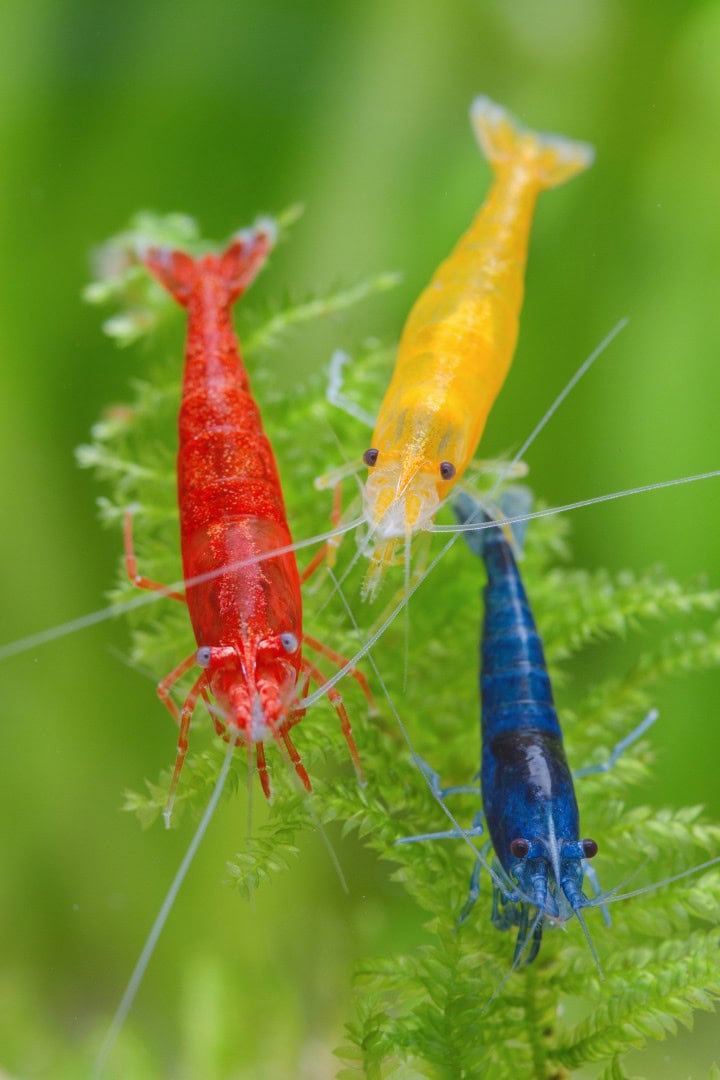 Neocaridina davidi "red", "yellow" und "dark blue". Eine oft gesehene Mischung für ein Aquarium mit härterem Wasser. Foto: Chris Lukhaup