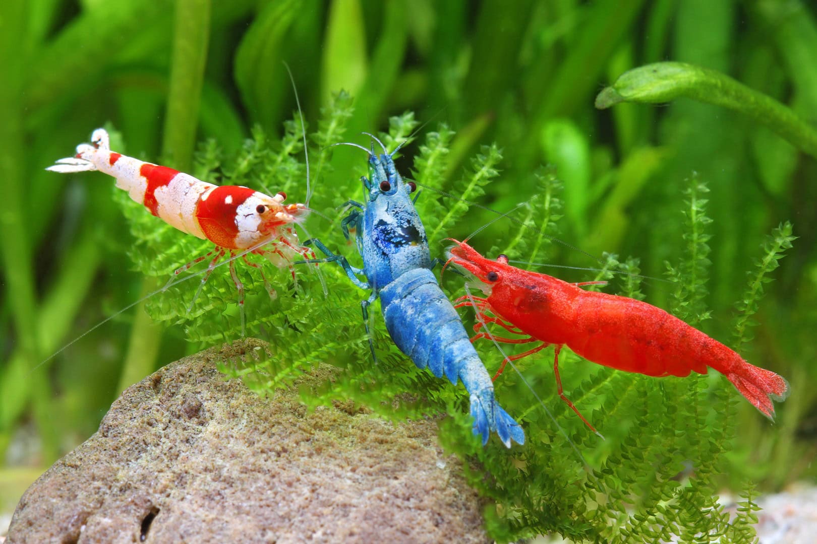 Geht auf Dauer meist nicht gut: Ein Mix von Bienengarnele (gestreift), Taiwangarnele (blau) und Red Sakura (rot). Die Ansprüche an die Wasserwerte sind zu verschieden. Foto: Chris Lukhaup
