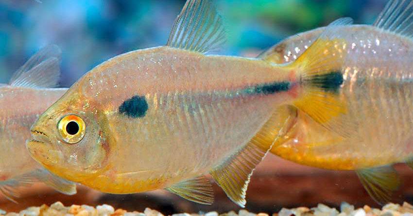 Moenkhausia cf. naponis 1 Moenkhausia cf. naponis