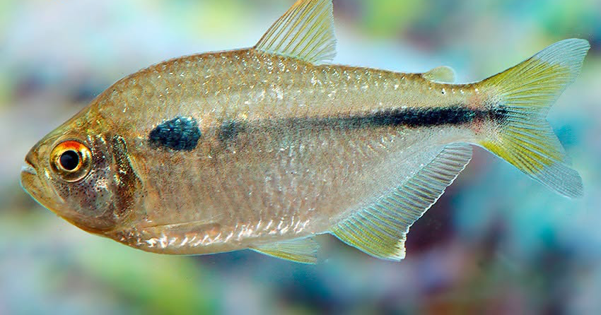 Moenkhausia cf. naponis 6 Moenkhausia cf. naponis