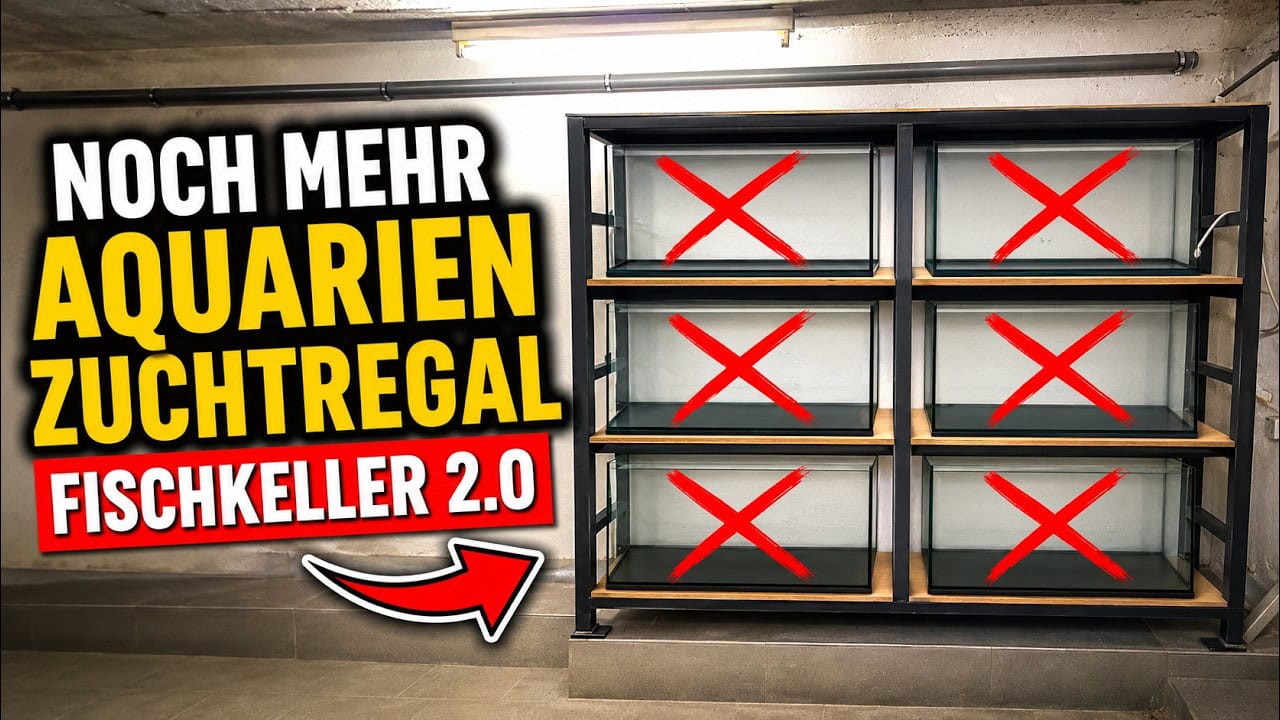 Noch mehr AQUARIEN ZUCHTREGAL FISCHKELLER 2.0