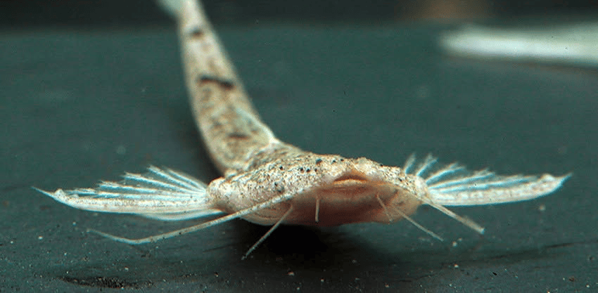 Pterobunocephalus dolichurus 1 Pterobunocephalus dolichurus
