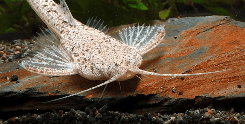 Pterobunocephalus dolichurus 2 Pterobunocephalus dolichurus