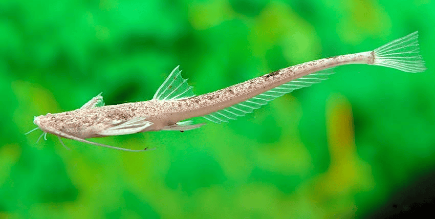 Pterobunocephalus dolichurus 3 Pterobunocephalus dolichurus