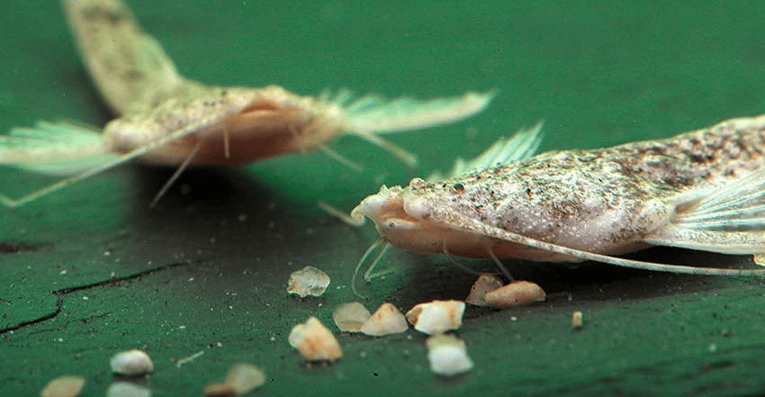 Pterobunocephalus dolichurus 4 Pterobunocephalus dolichurus
