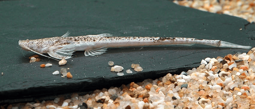 Pterobunocephalus dolichurus 5 Pterobunocephalus dolichurus