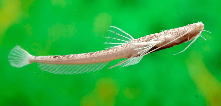 Pterobunocephalus dolichurus 6 Pterobunocephalus dolichurus