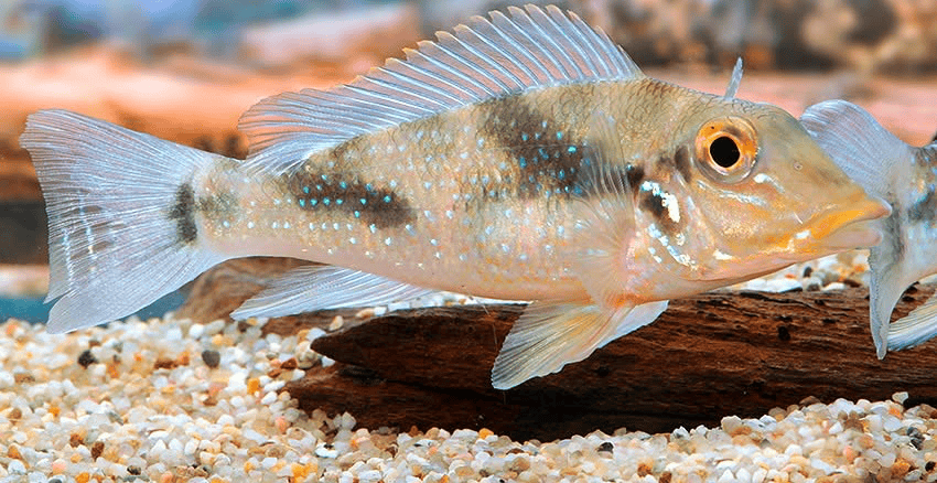 Retroculus lapidifer 1 Retroculus lapidifer
