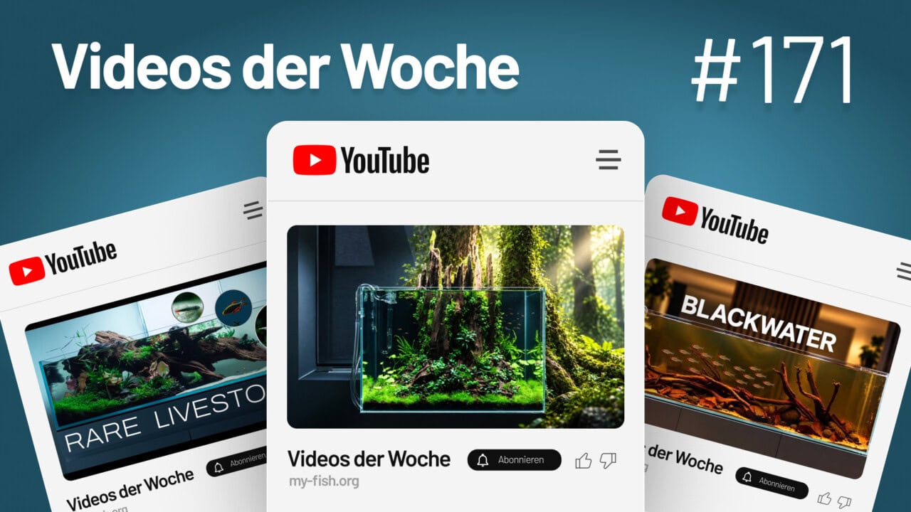 Videos der Woche Vol. 171