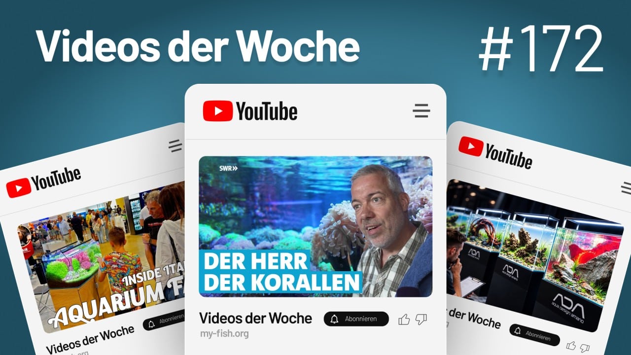 Videos der Woche Vol. 172