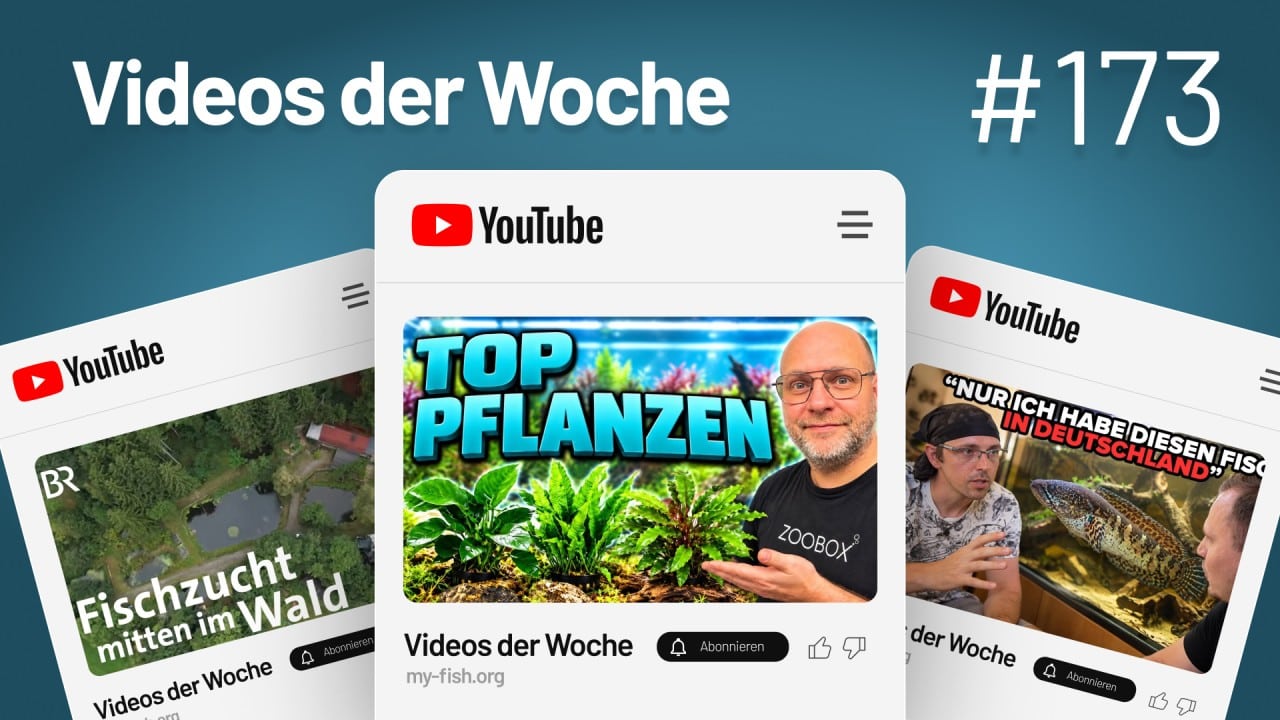 Videos der Woche Vol. 173