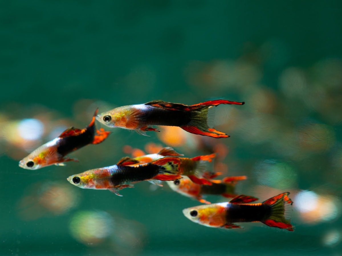 ZG27933 Poecilia wingei "Japan-Red-Black" - Endlers Guppy-Mann-Japan-Red-Black, NZ