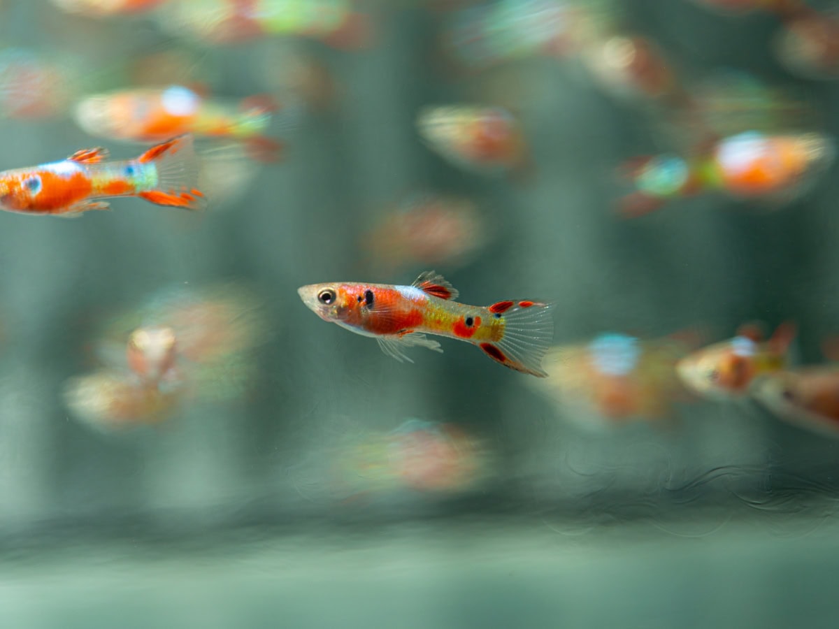 ZG27934 Poecilia wingei "K33" - Endlers Guppy-Mann-Green-Red-Blue, NZ