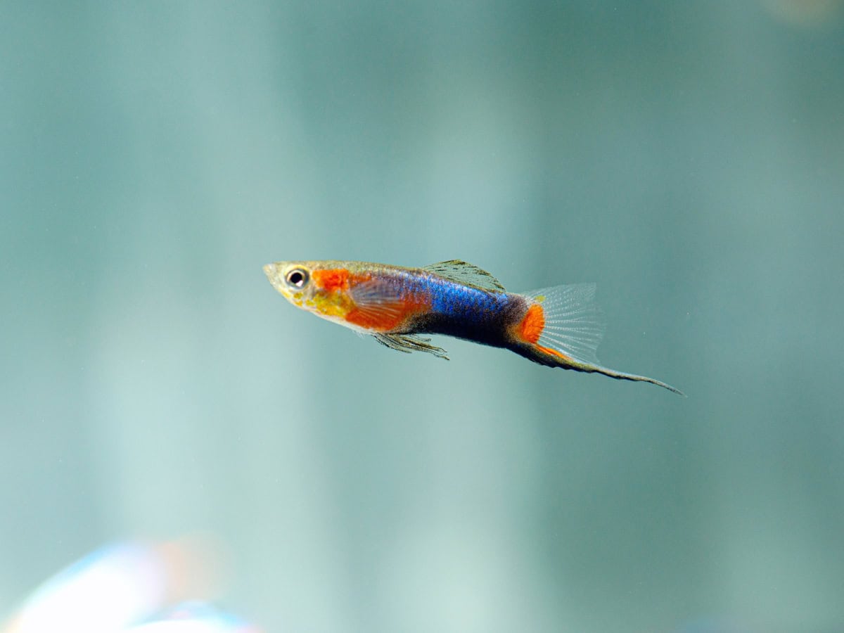 ZG27936 Poecilia wingei "Blue-Red-Star" - Endlers Guppy-Mann-Blue-Red-Star, NZ