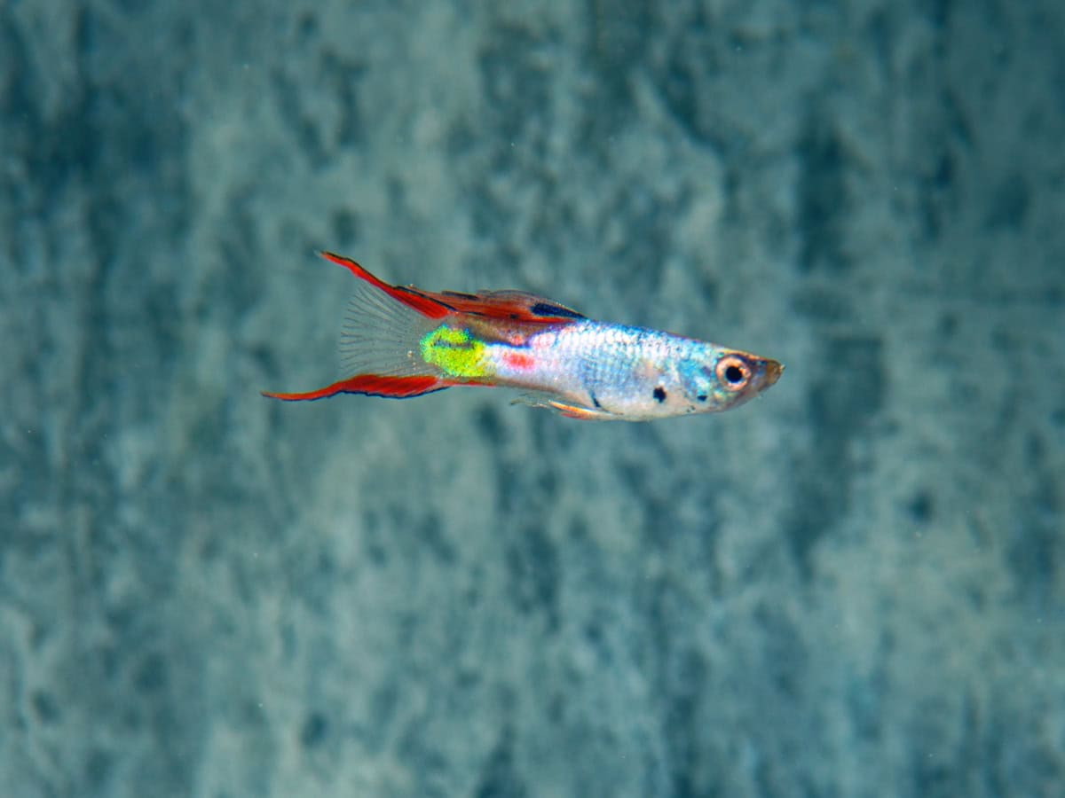 ZG27937 Poecilia wingei "Metallic Silver" - Endlers Guppy-Mann-Metallic-Silver, NZ