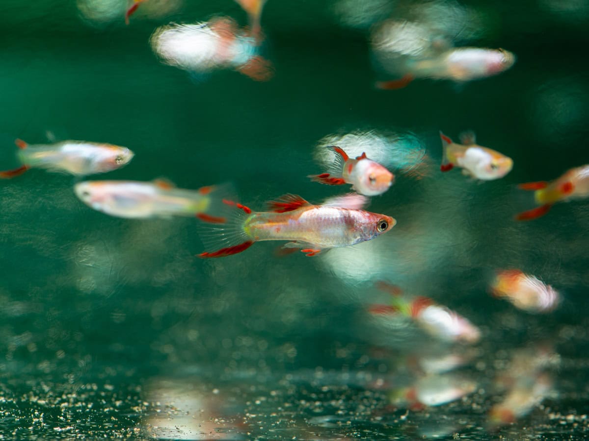 ZG27938 Poecilia wingei "Silver Red Top" - Endlers Guppy-Mann-Silver-Red-Top, NZ
