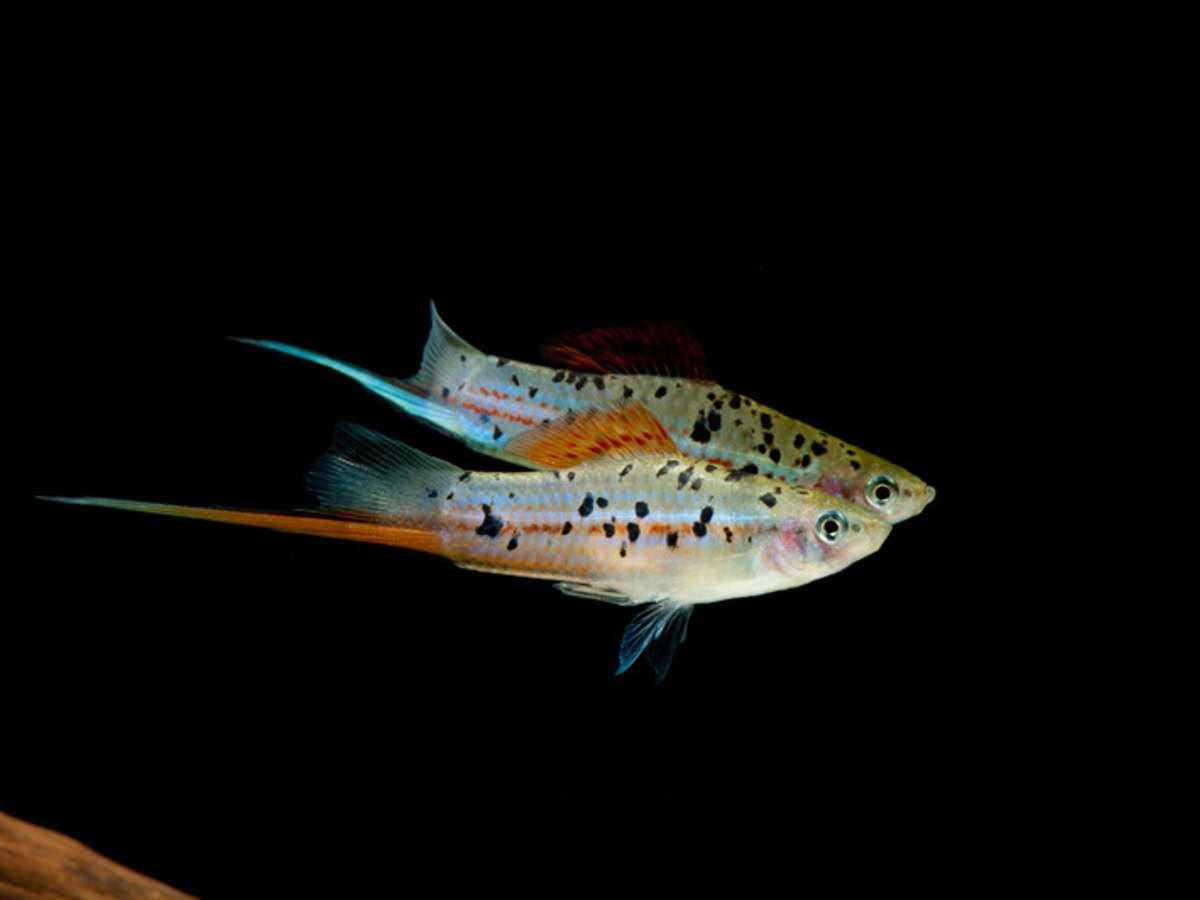 ZG583 Xiphophorus hellerii "Atoyac" - Atoyac-Schwertträger, DNZ