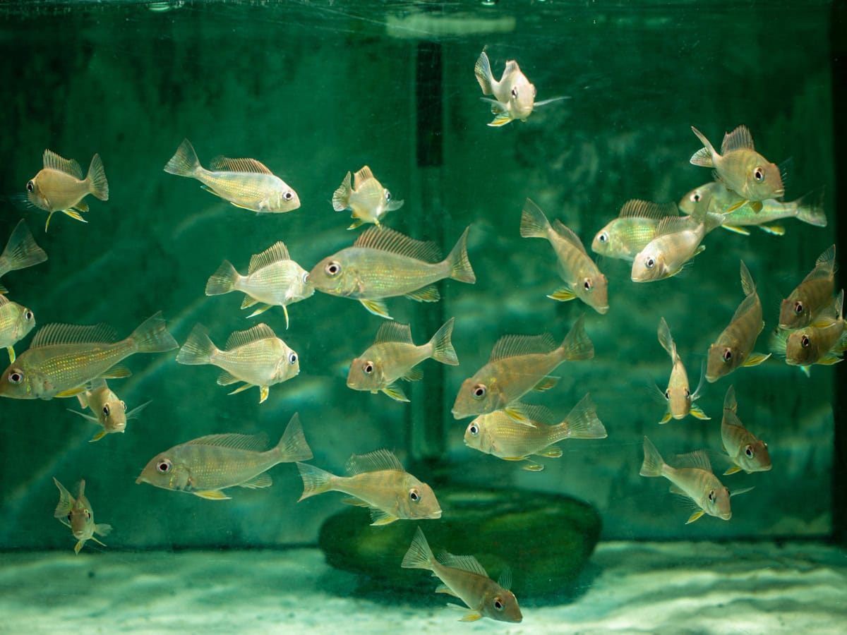 ZH8416 Geophagus altifrons "Trombetas" - Hochstirn-Erdfresser-Trombetas, DNZ