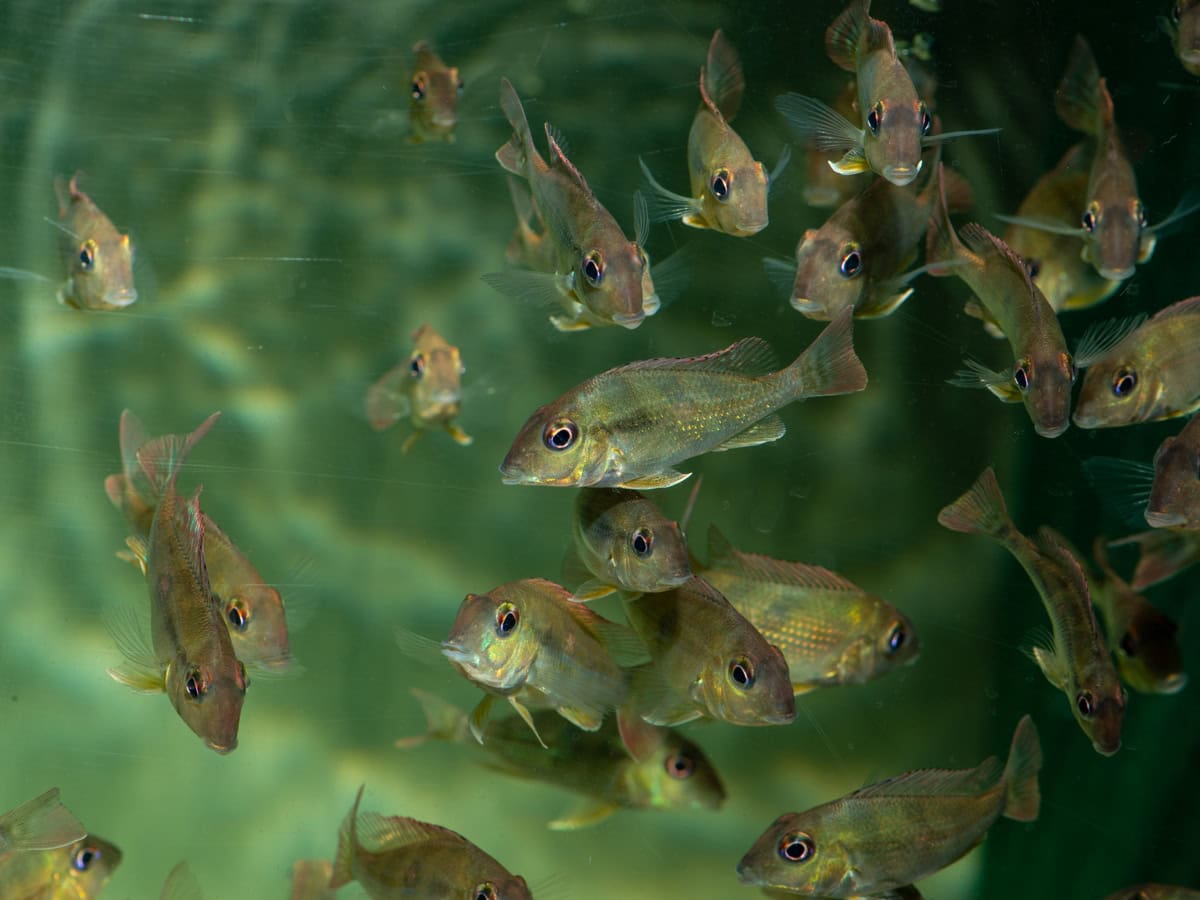 ZH8478 Geophagus brachybranchus - Schwarzkehl-Erdfresser, DNZ-RARITÄT