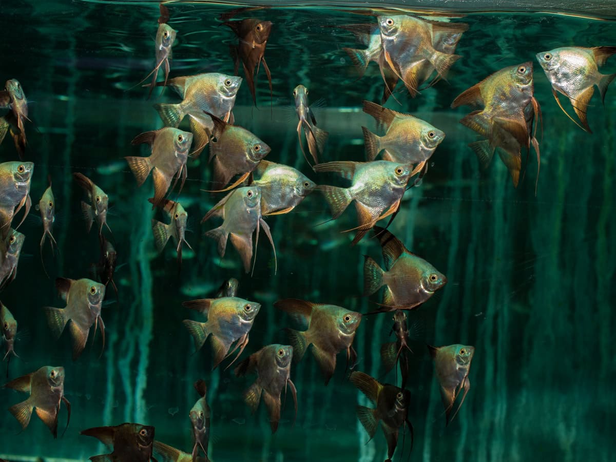 ZJ105 Pterophyllum scalare "Seal Point" - Skalar-Bulgarian-Green, EUNZ