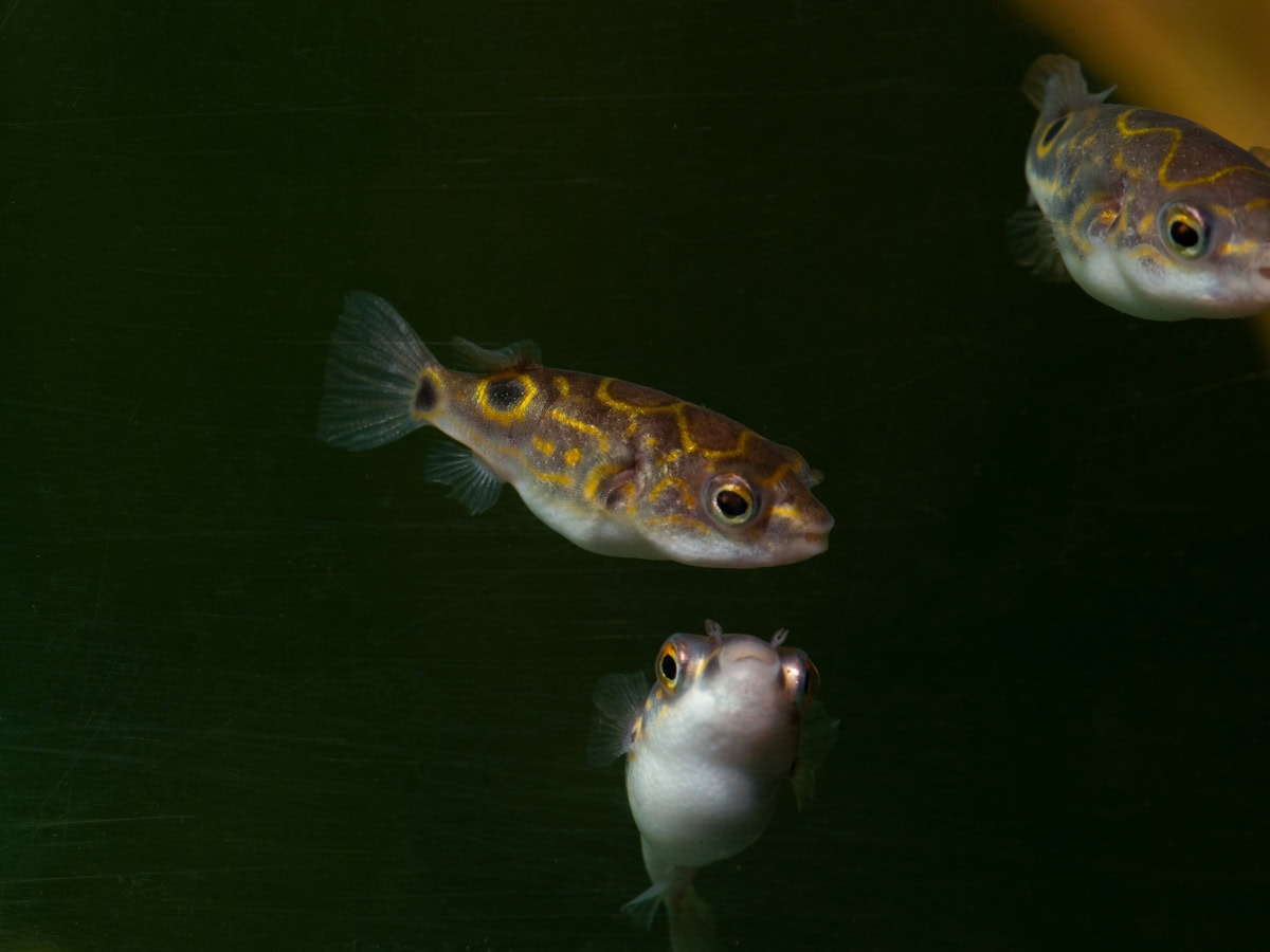 ZM022 Dichotomyctere ocellatus - Palembang-Kugelfisch, WF