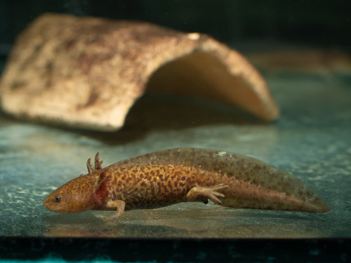 ZN448 Ambystoma mexicanum "Green-Spotted" - Axolotl-Green-Spotted, AX02/26, DNZ