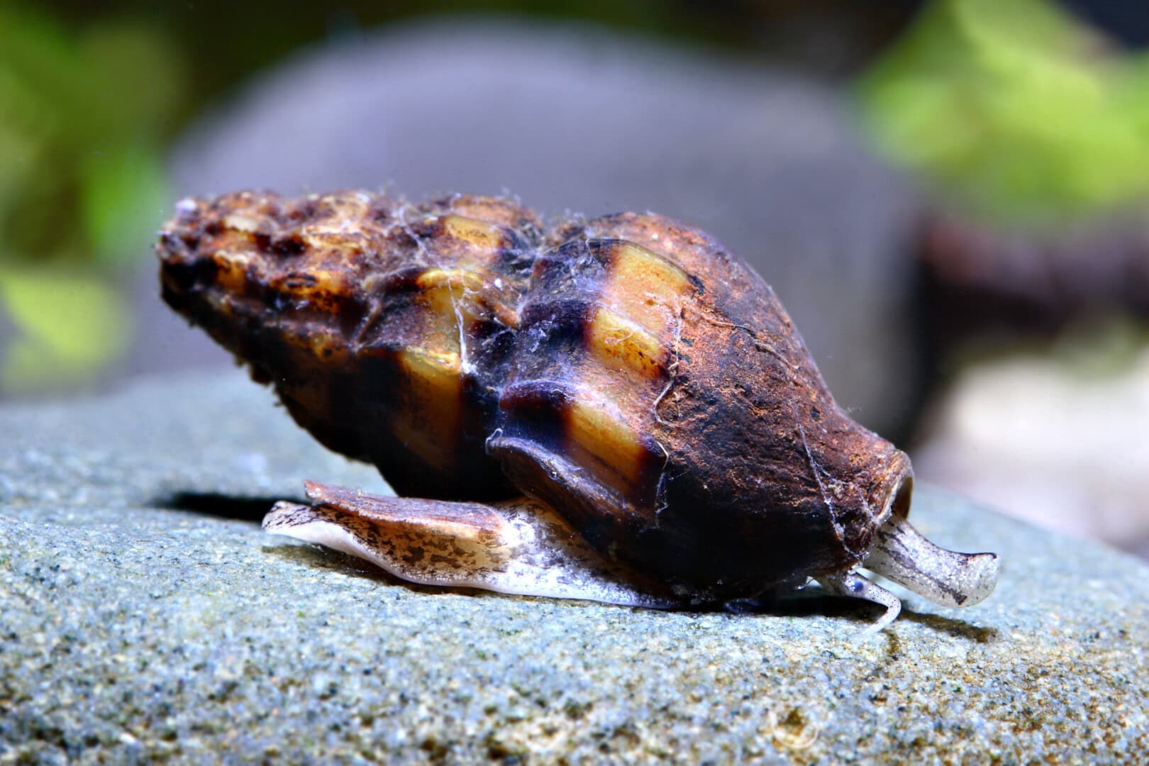 Die Raubschnecke dagegen wurde schon des öfteren dabei erwischt, dass sie auch an lebende Garnelen ging. Foto: Chris Lukhaup