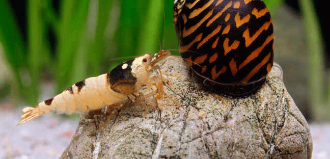 Bei den robusten Rennschnecken gibt es für Garnelen nichts zu holen. Foto: Chris Lukhaup