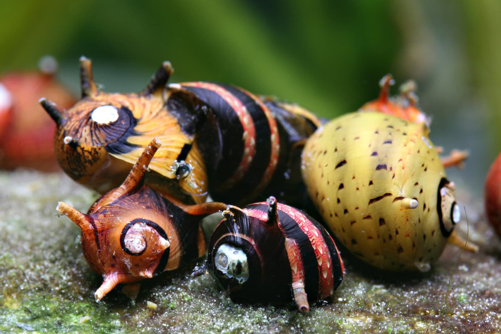 Auch Geweihschnecken sind prima gegen übergriffige Krabbler geschützt. Foto: Chris Lukhaup