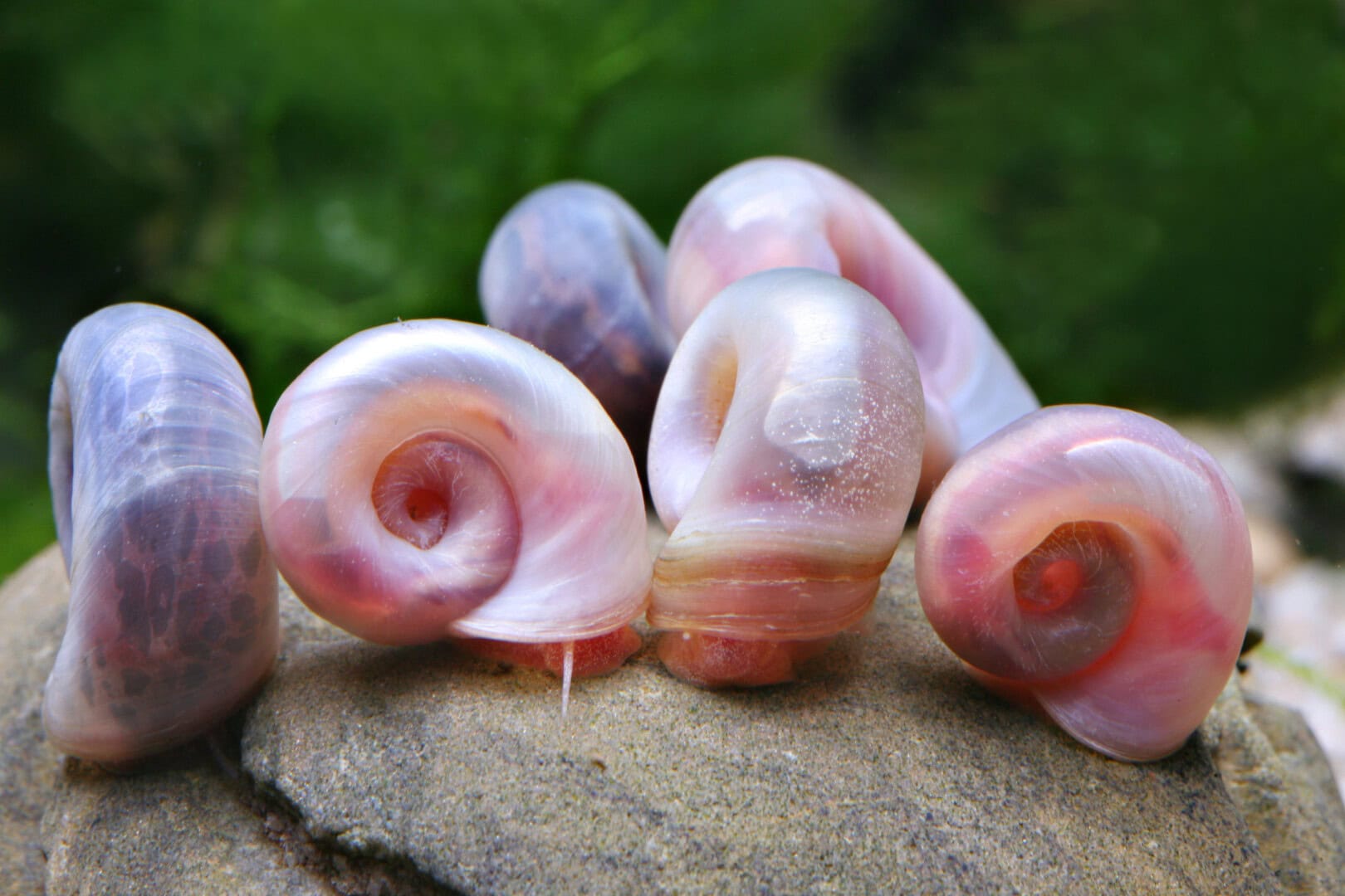 Posthornschnecken sind robust, vermehrungsfreudig und durchsetzungsfähig. Foto: Chris Lukhaup