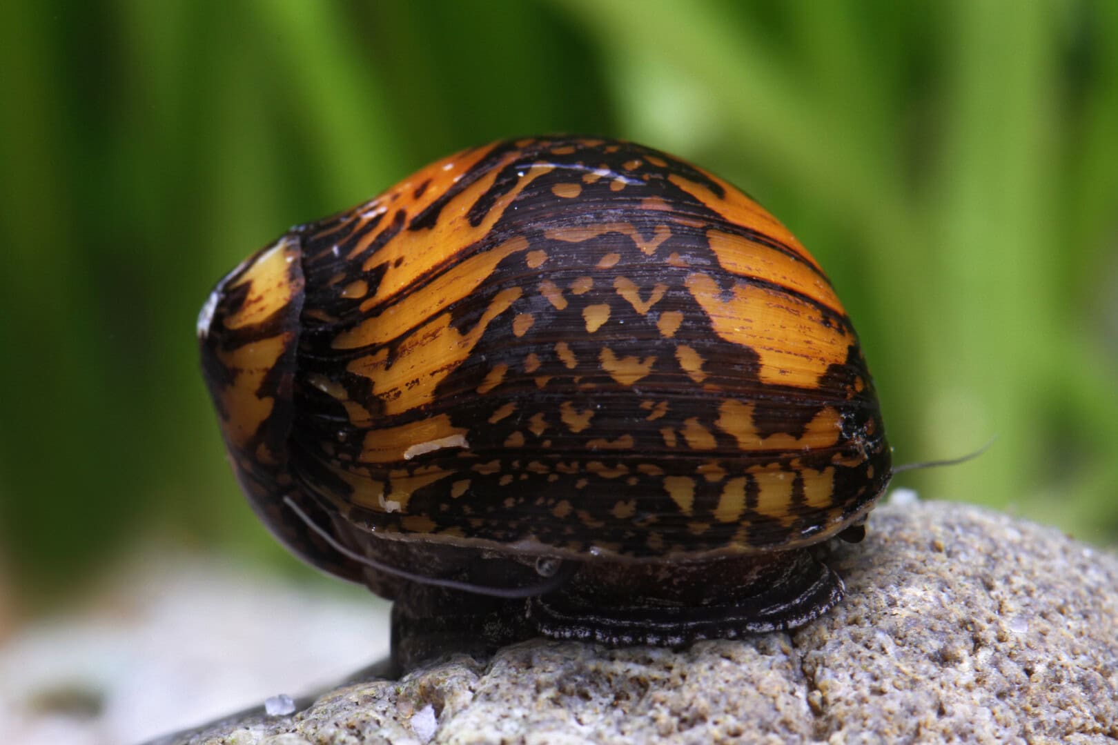 Die Rennschnecke ist durch ihr tief nach unten gezogenes Haus und den kurzen Körper gut geschützt. Foto: Chris Lukhaup