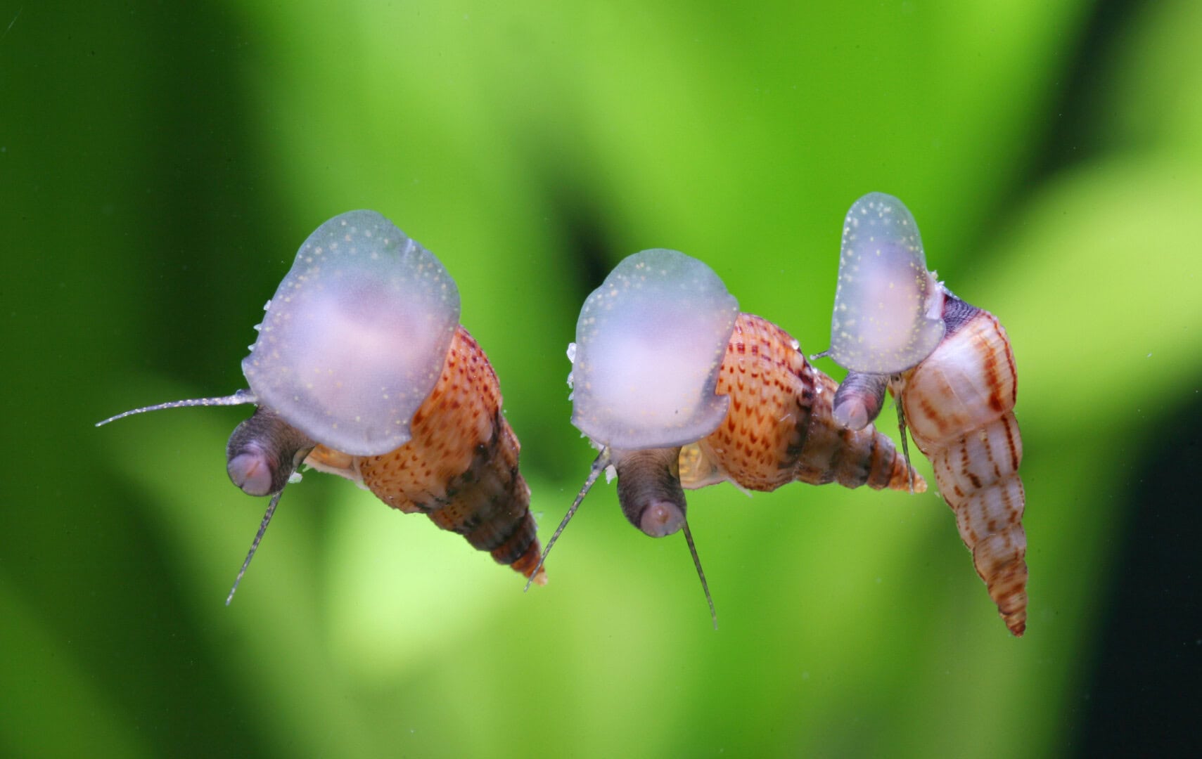 Die klassischen TDS sind in einem Garnelenaquarium nützliche Helfer und Resteverwerter. Foto: Chris Lukhaup