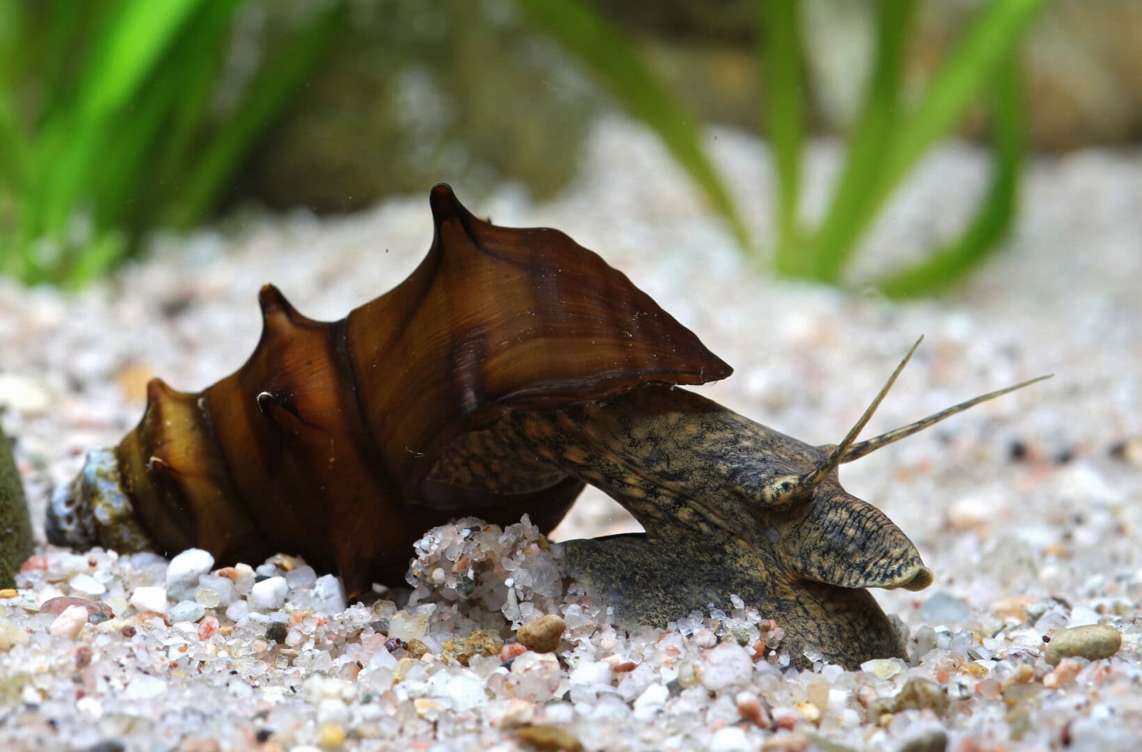 Die Pagodenschnecke (Brotia pagodula) ist eine wenig durchsetzungsfähige Aquarienschnecke. Foto: Chris Lukhaup