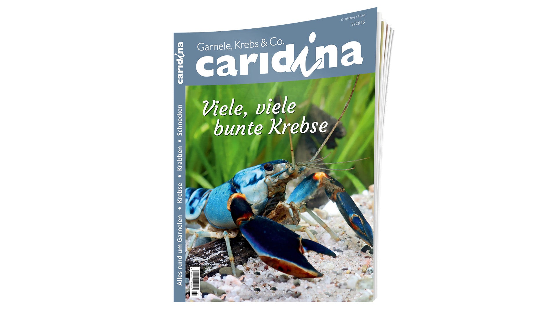 Caridina 2025/3