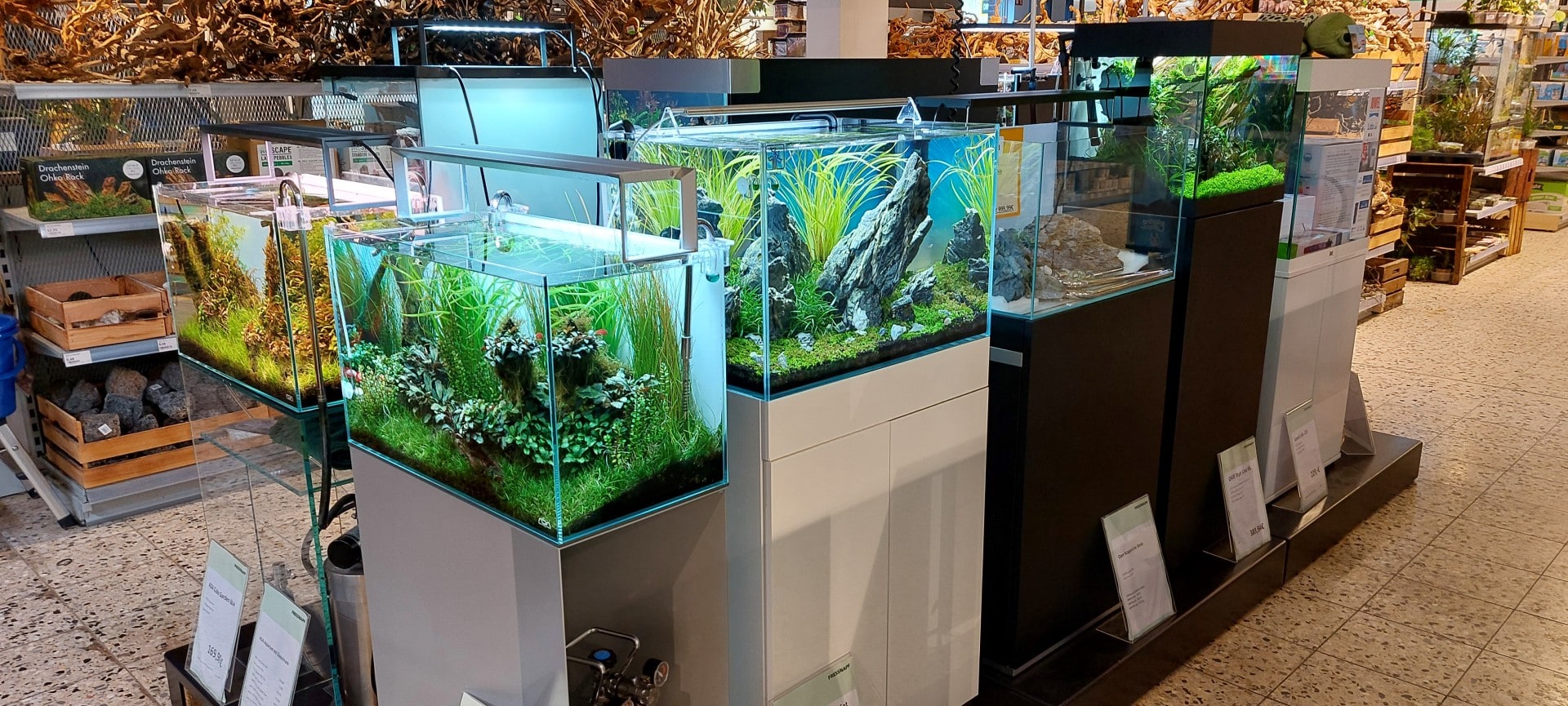 AQ 2026 04 245 Osnabrueck Konn Vetterlein 03 Keine leeren Glasbecken, sondern zehn liebevoll eingerichtete Schauaquarien machen hier Werbung für die Aquaristik. Foto: Daniel Konn-Vetterlein