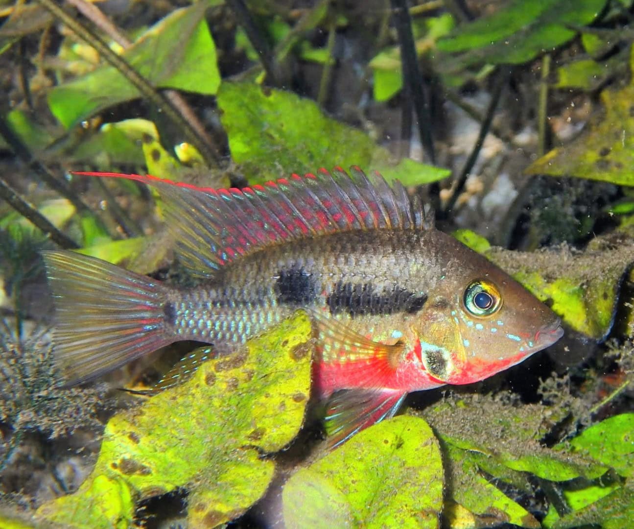 AQ 2026 04 245 Osnabrueck Konn Vetterlein 06 Interessante Standortvariante von Thorichthys meeki aus dem Río Candelaria. Foto: Daniel Konn-Vetterlein