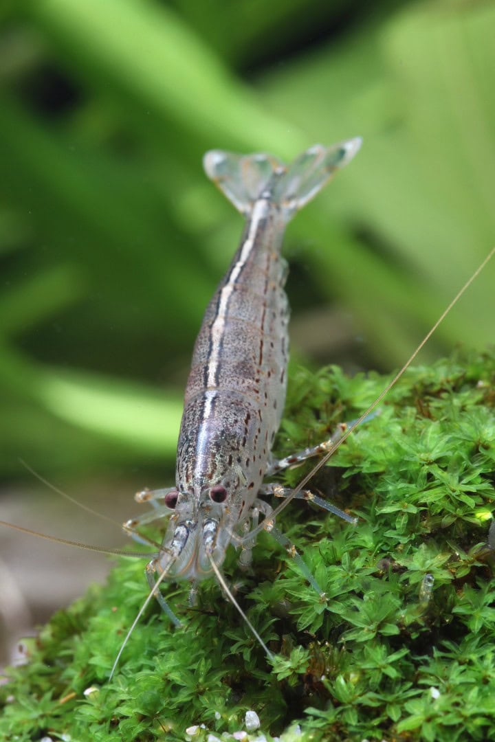 Amano Amanogarnele