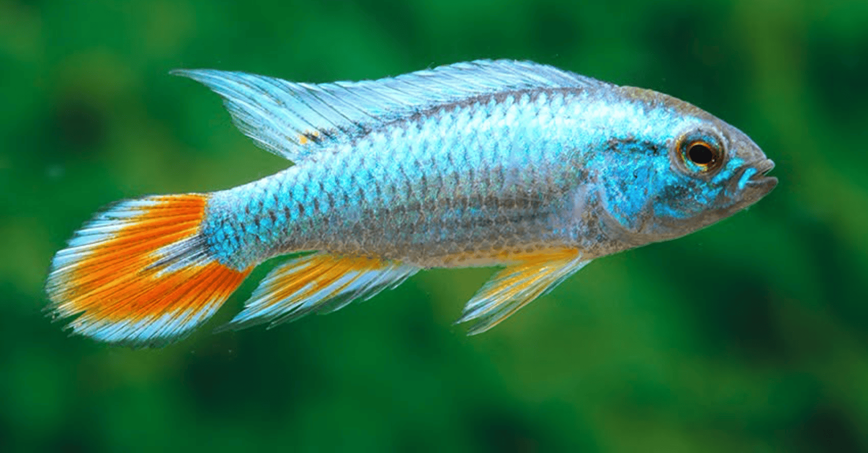 Apistogramma agassizii „Blue Flame“