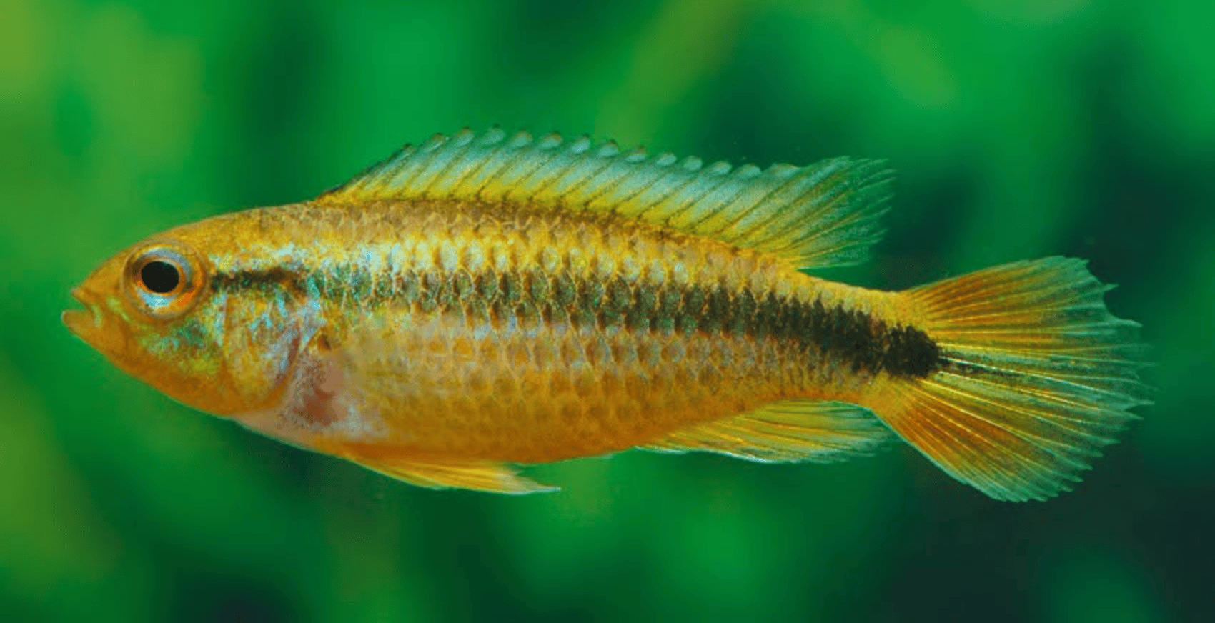 Apistogramma agassizii „Blue Flame“
