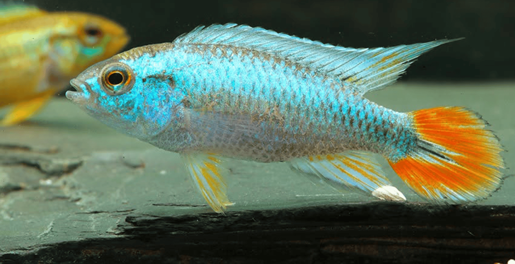Apistogramma agassizii „Blue Flame“