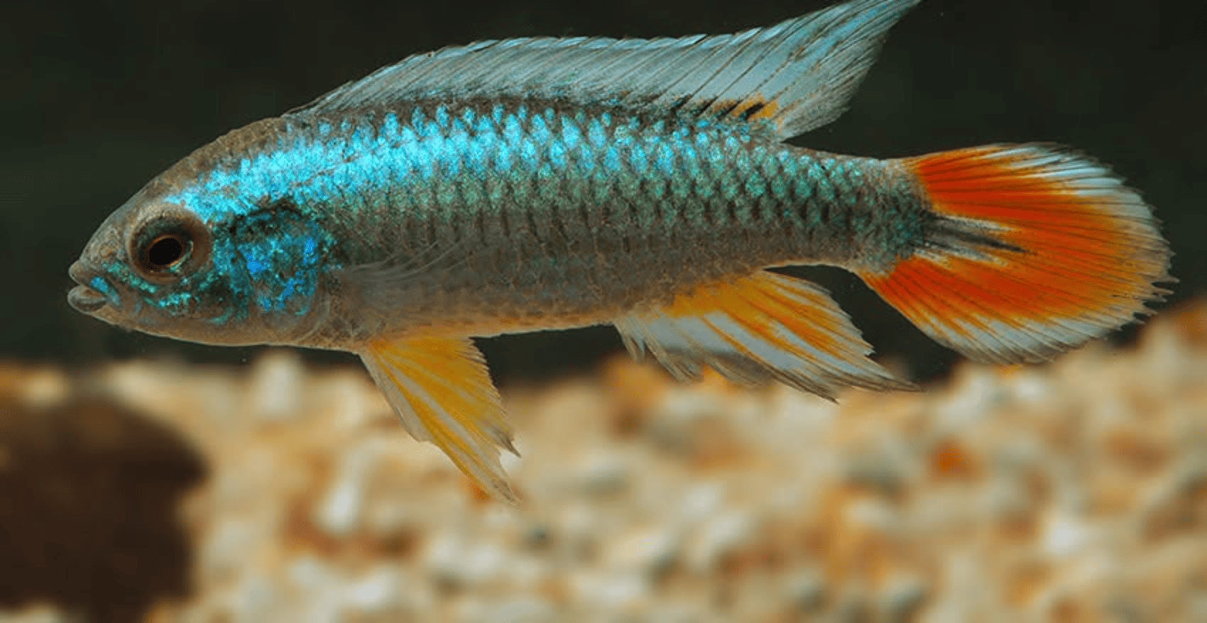 Apistogramma agassizii „Blue Flame“