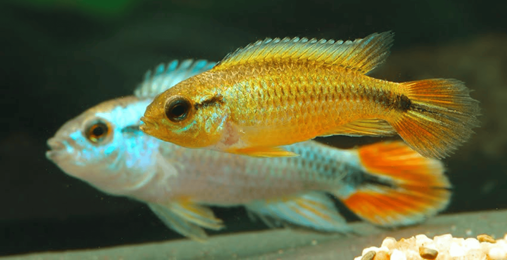 Apistogramma agassizii „Blue Flame“