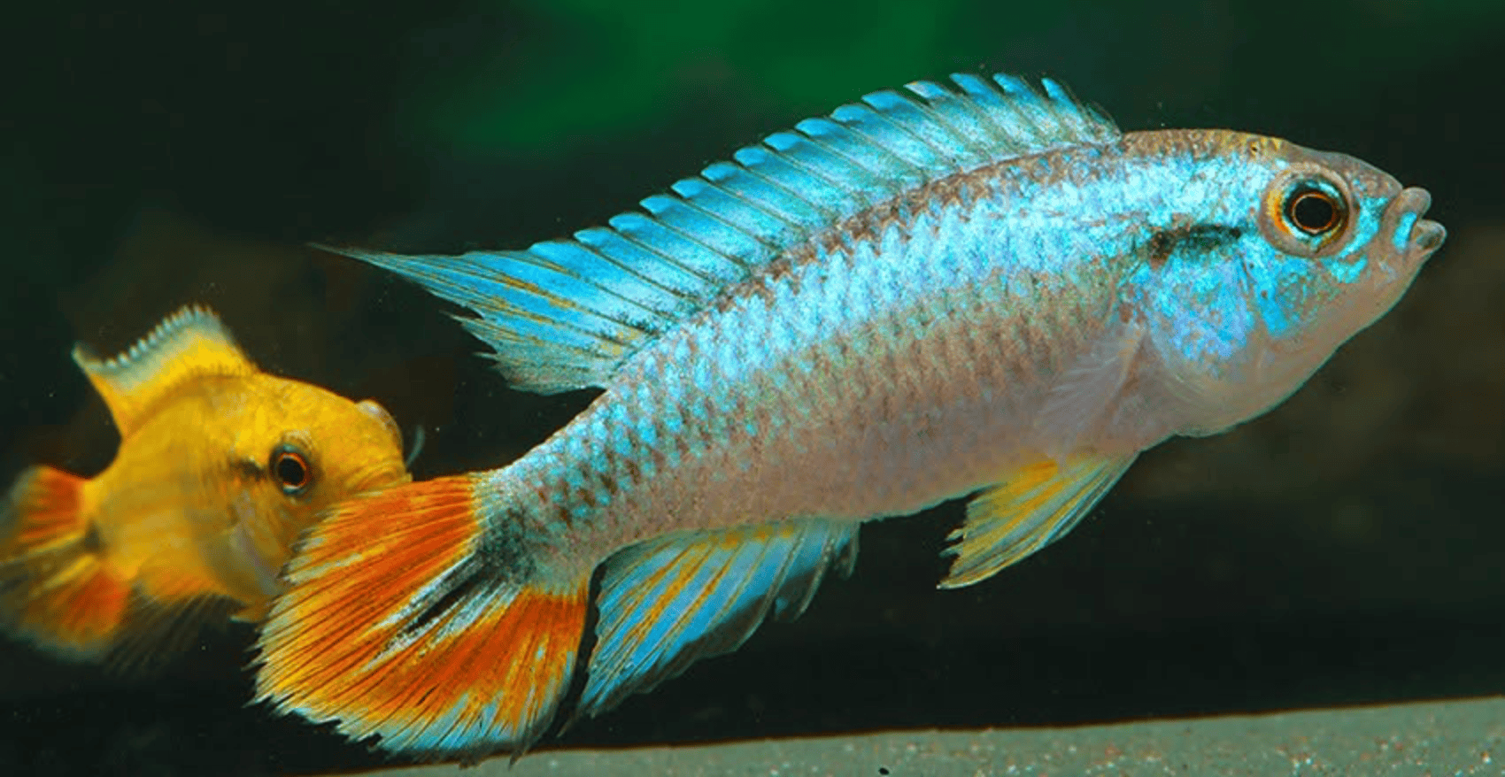 Apistogramma agassizii „Blue Flame“