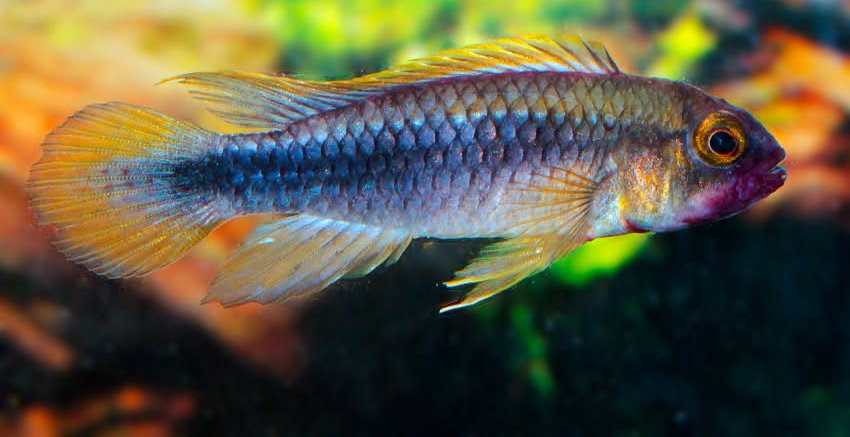 Apistogramma sp. „Wilhelmi“