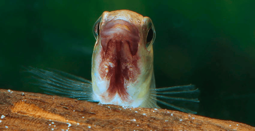 Apistogramma sp. „Wilhelmi“
