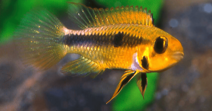 Apistogramma sp. „Wilhelmi“
